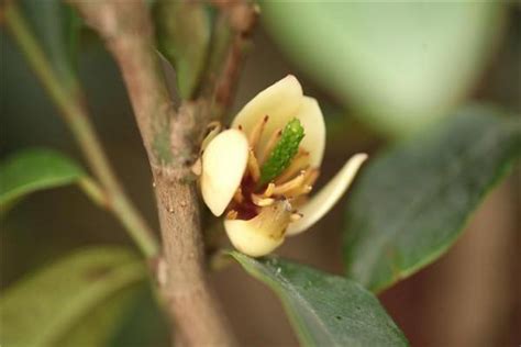 含笑種植|含笑花怎麼養？